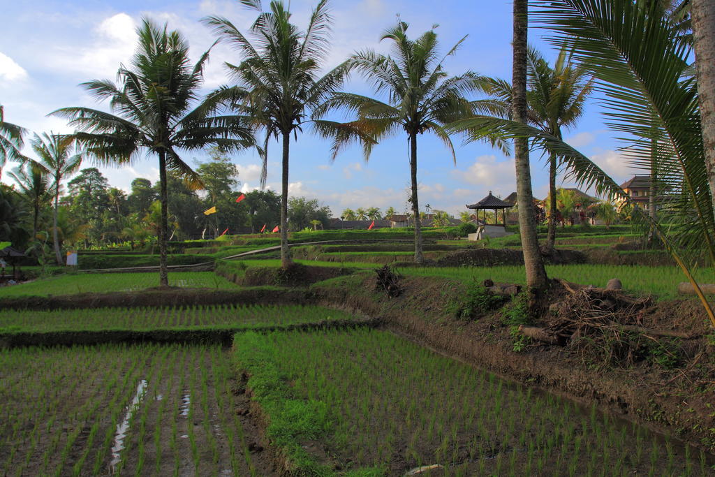 Dewa House Bisma Hotel Ubud  Exterior photo