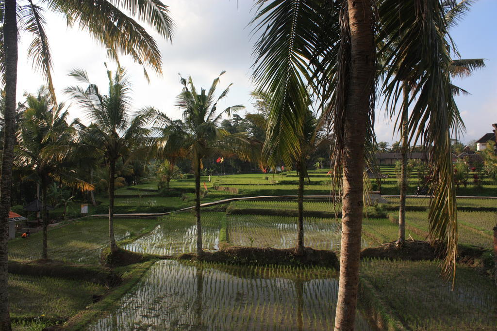 Dewa House Bisma Hotel Ubud  Exterior photo